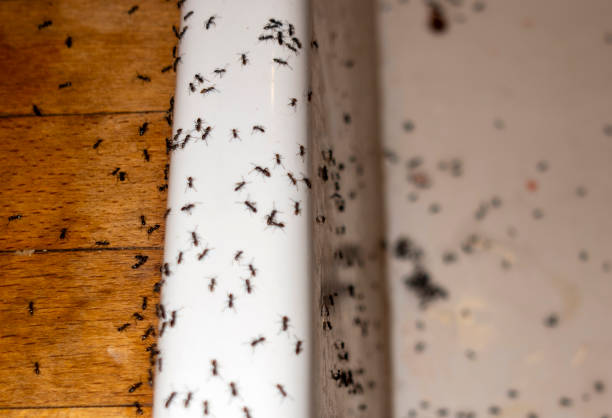 Best Mosquito Control Services  in Ford City, PA